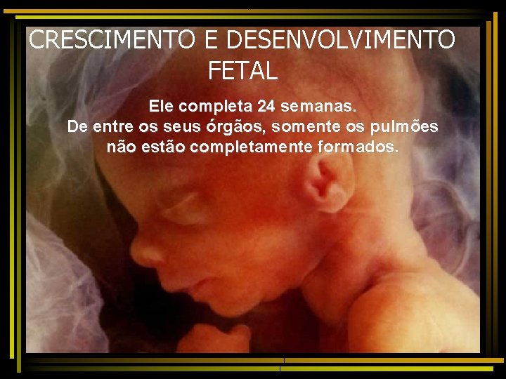 CRESCIMENTO E DESENVOLVIMENTO FETAL Ele completa 24 semanas. De entre os seus órgãos, somente