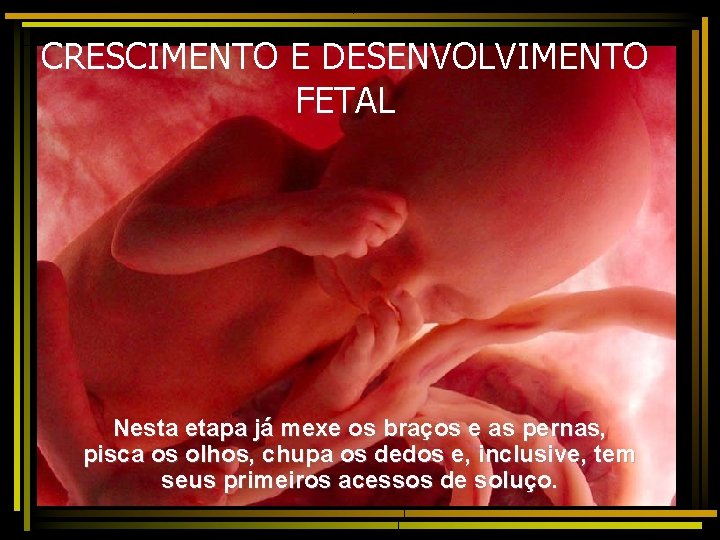 CRESCIMENTO E DESENVOLVIMENTO FETAL Nesta etapa já mexe os braços e as pernas, pisca