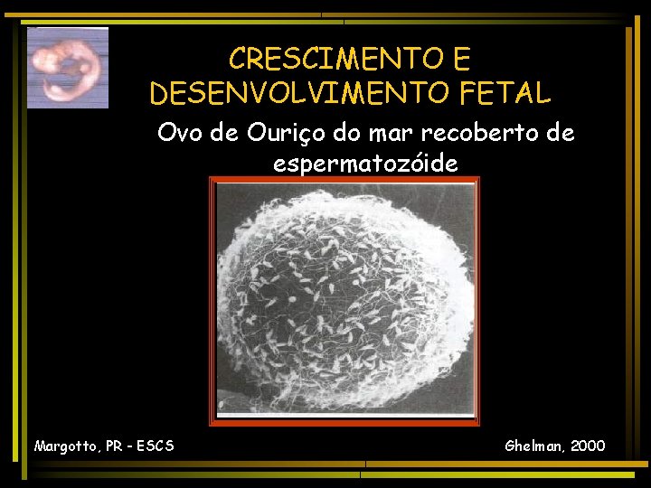 CRESCIMENTO E DESENVOLVIMENTO FETAL Ovo de Ouriço do mar recoberto de espermatozóide Margotto, PR