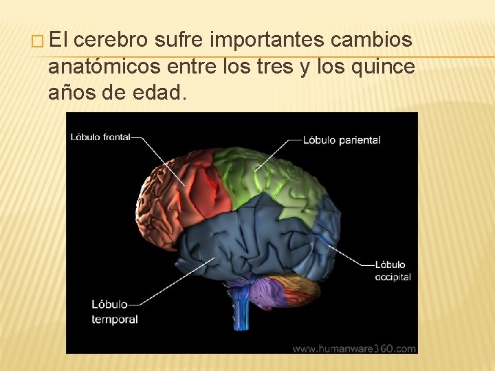 � El cerebro sufre importantes cambios anatómicos entre los tres y los quince años