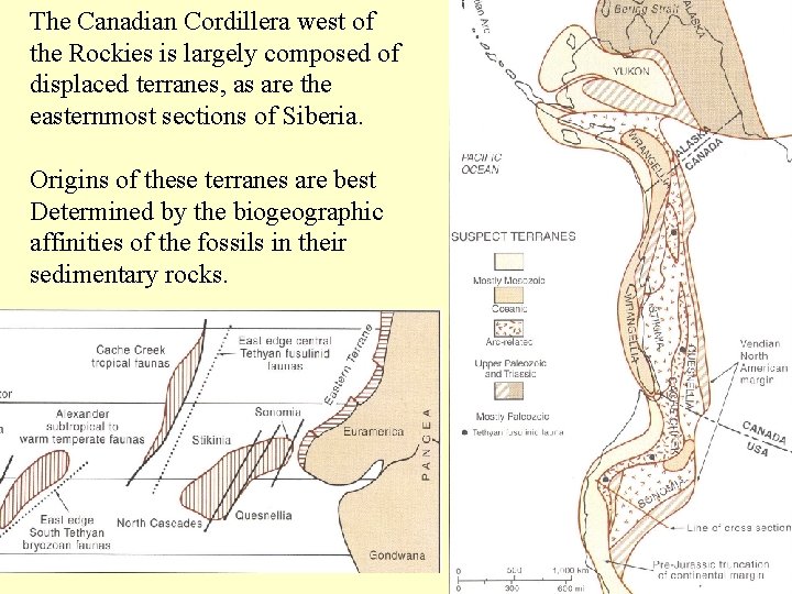 The Canadian Cordillera west of the Rockies is largely composed of displaced terranes, as