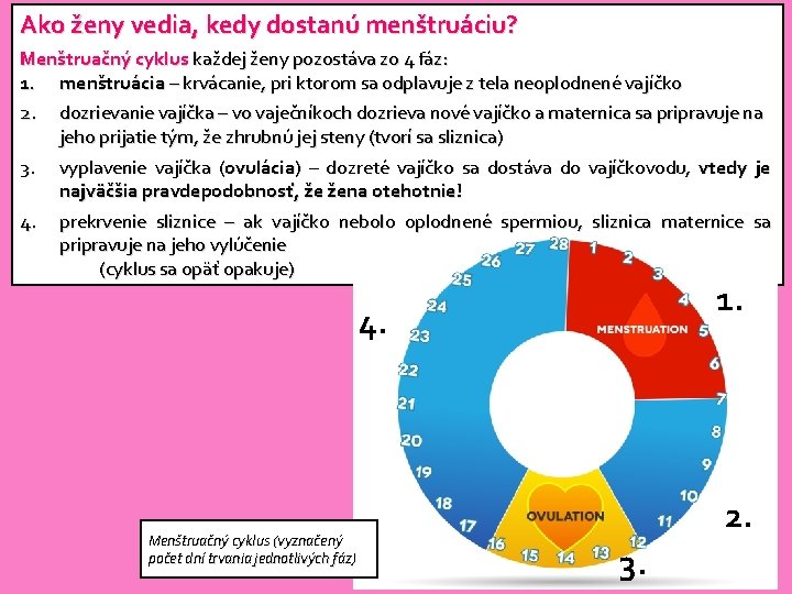 Ako ženy vedia, kedy dostanú menštruáciu? Menštruačný cyklus každej ženy pozostáva zo 4 fáz: