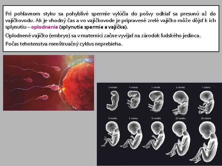 Pri pohlavnom styku sa pohyblivé spermie vylúčia do pošvy odkiaľ sa presunú až do