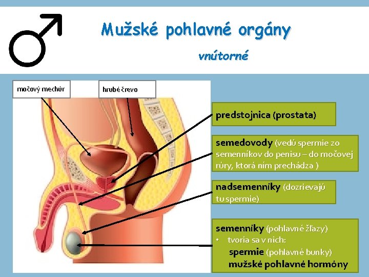 Mužské pohlavné orgány vnútorné močový mechúr hrubé črevo predstojnica (prostata) semedovody (vedú spermie zo