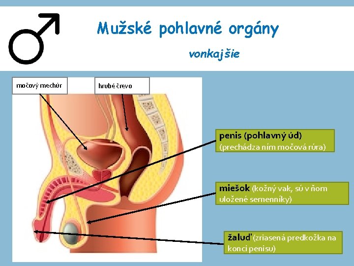 Mužské pohlavné orgány vonkajšie močový mechúr hrubé črevo penis (pohlavný úd) (prechádza ním močová