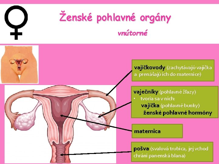Ženské pohlavné orgány vnútorné vajíčkovody (zachytávajú vajíčka a prenášajú ich do maternice) vaječníky (pohlavné