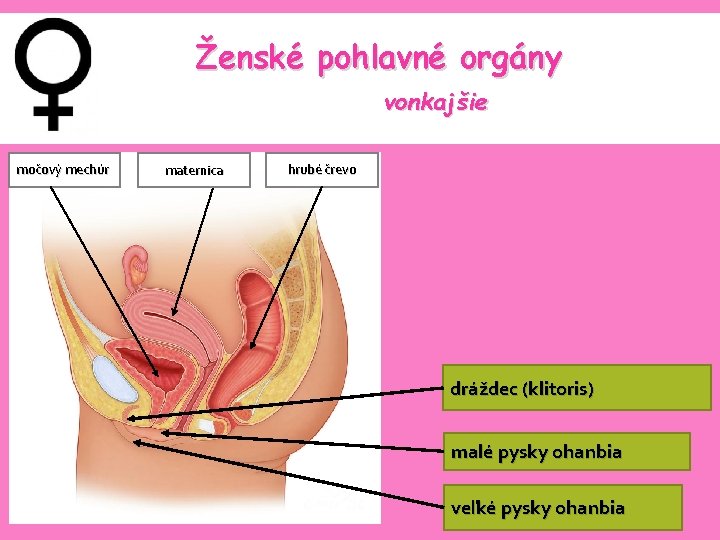 Ženské pohlavné orgány vonkajšie močový mechúr maternica hrubé črevo dráždec (klitoris) malé pysky ohanbia