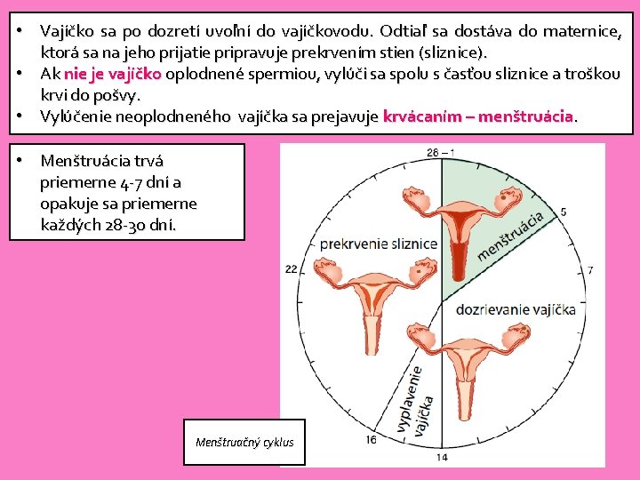  • Vajíčko sa po dozretí uvoľní do vajíčkovodu. Odtiaľ sa dostáva do maternice,