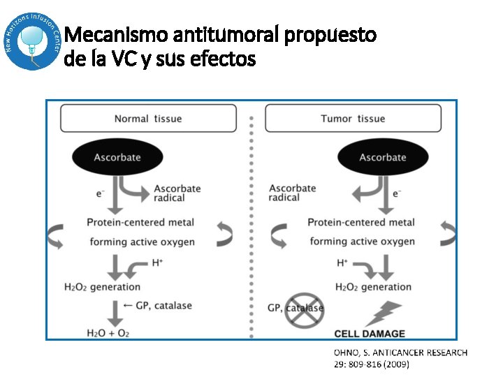 Mecanismo antitumoral propuesto de la VC y sus efectos Mecanismo antitumoral propuesto de la VC y sus efectos