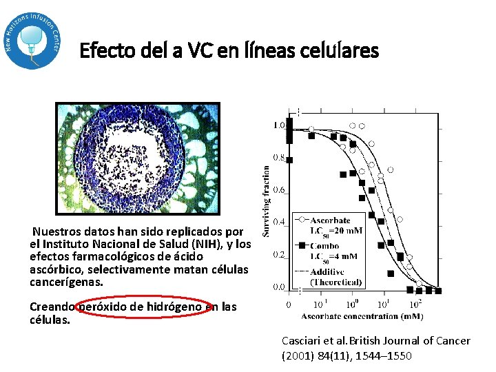 Efecto del a VC en líneas celulares Nuestros datos han sido replicados por el Efecto del a VC en líneas celulares Nuestros datos han sido replicados por el