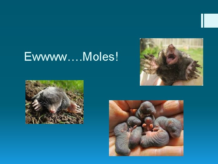 Ewwww…. Moles! 