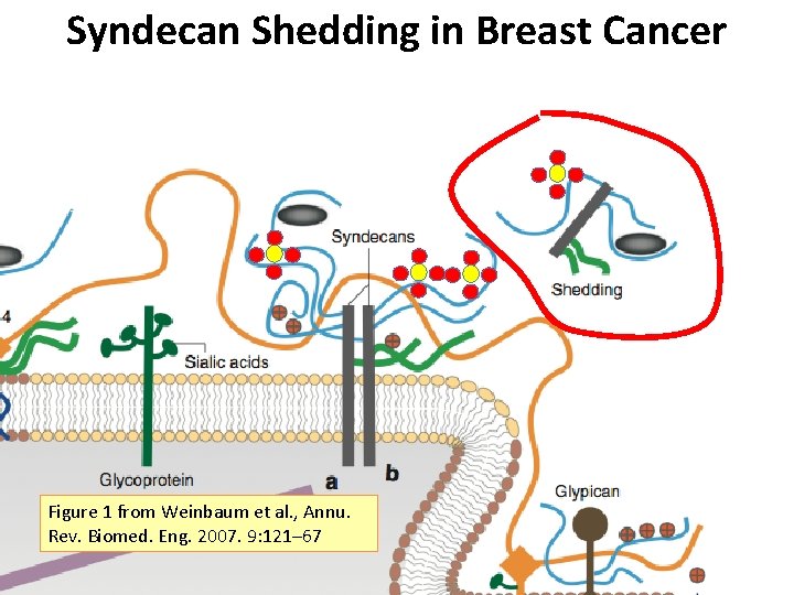 Syndecan Shedding in Breast Cancer Figure 1 from Weinbaum et al. , Annu. Rev.