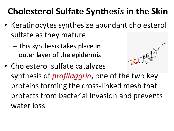 Cholesterol Sulfate Synthesis in the Skin • Keratinocytes synthesize abundant cholesterol sulfate as they