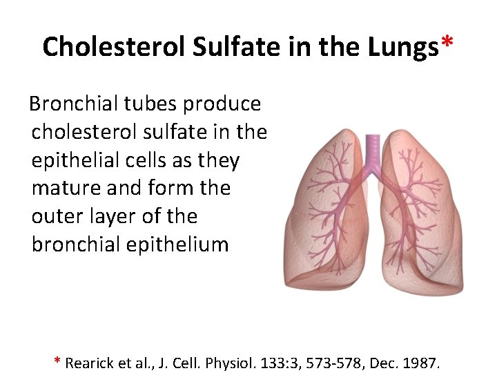 Cholesterol Sulfate in the Lungs* Bronchial tubes produce cholesterol sulfate in the epithelial cells