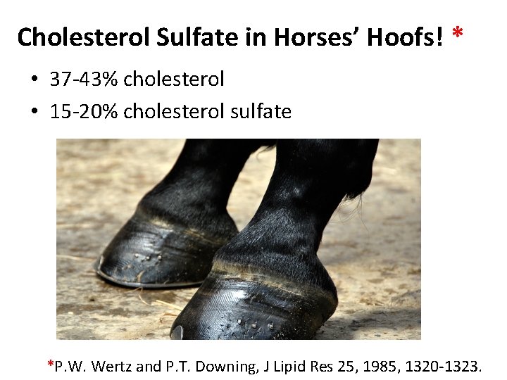 Cholesterol Sulfate in Horses’ Hoofs! * • 37 -43% cholesterol • 15 -20% cholesterol
