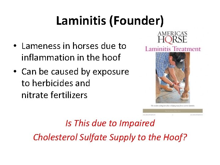 Laminitis (Founder) • Lameness in horses due to inflammation in the hoof • Can
