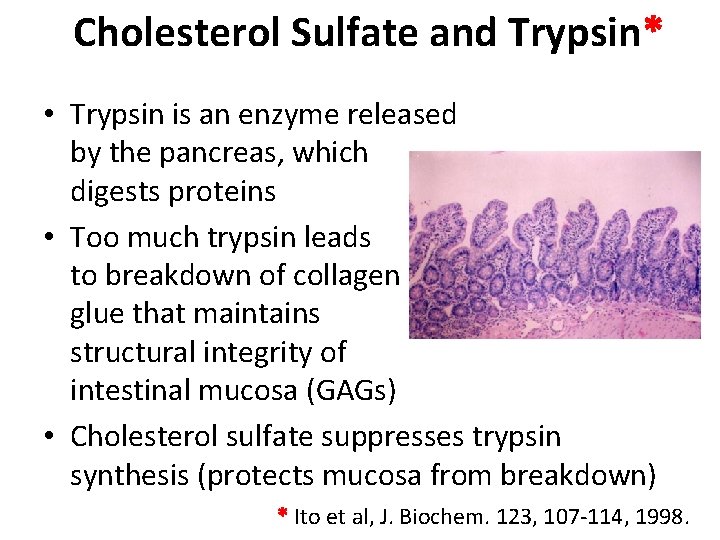 Cholesterol Sulfate and Trypsin* • Trypsin is an enzyme released by the pancreas, which