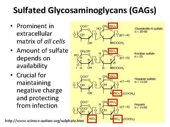 Sulfated Glycosaminoglycans (GAGs) • Prominent in extracellular matrix of all cells • Amount of