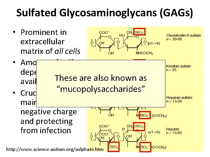 Sulfated Glycosaminoglycans (GAGs) • Prominent in extracellular matrix of all cells • Amount of