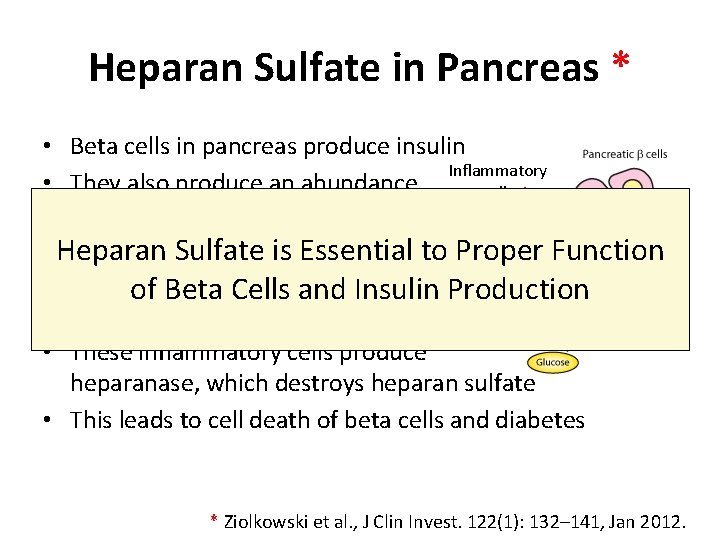 Heparan Sulfate in Pancreas * • Beta cells in pancreas produce insulin Inflammatory •