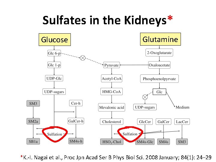 Sulfates in the Kidneys* Glucose Glutamine *K. -I. Nagai et al. , Proc Jpn