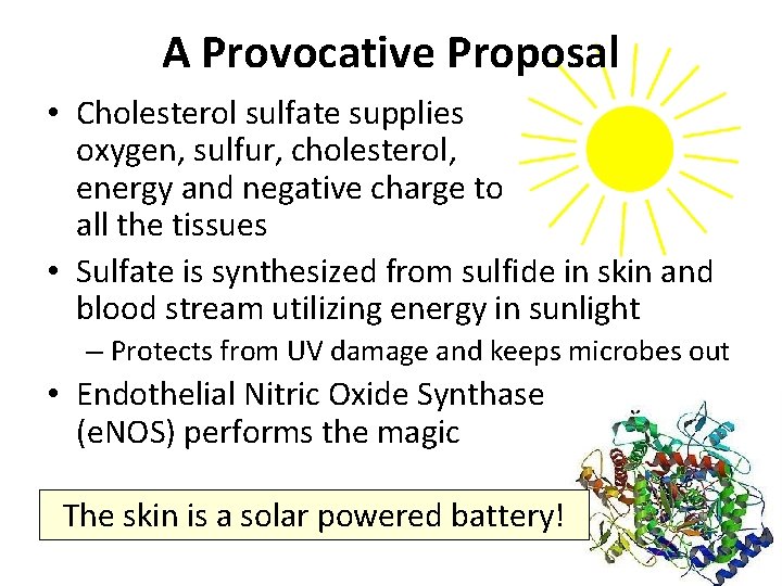 A Provocative Proposal • Cholesterol sulfate supplies oxygen, sulfur, cholesterol, energy and negative charge