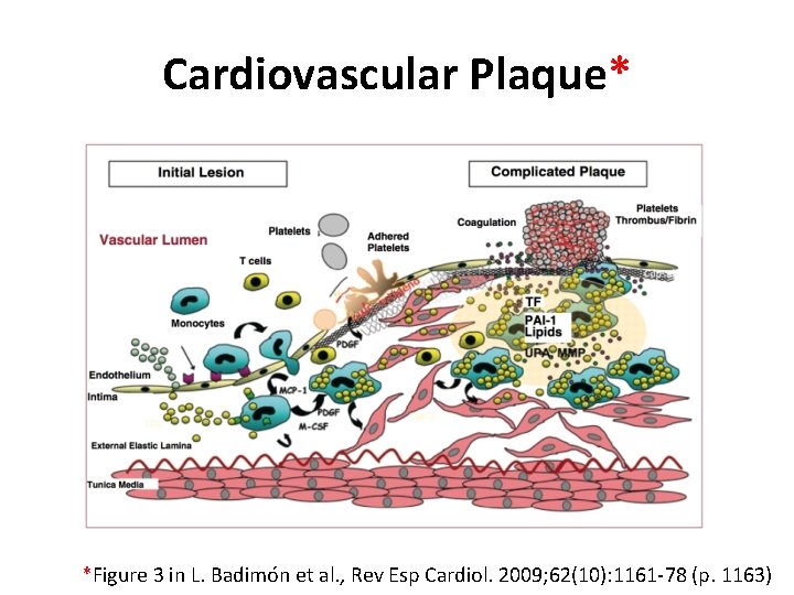 Cardiovascular Plaque* *Figure 3 in L. Badimo n et al. , Rev Esp Cardiol.