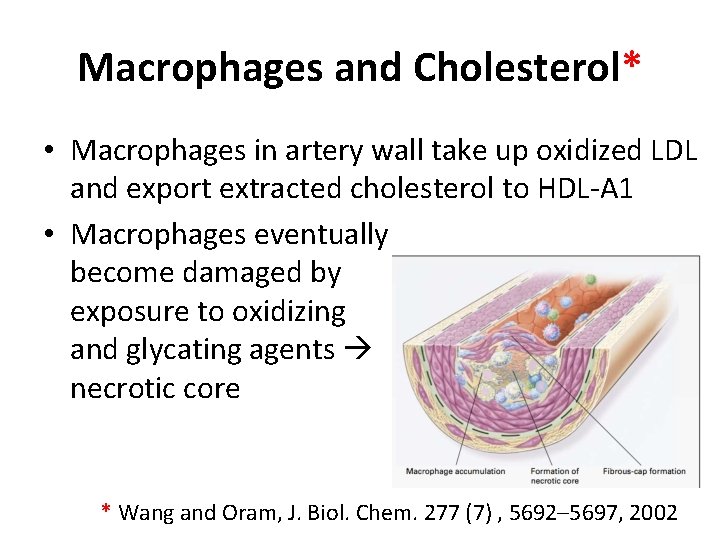 Macrophages and Cholesterol* • Macrophages in artery wall take up oxidized LDL and export