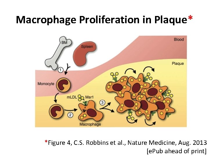 Macrophage Proliferation in Plaque* *Figure 4, C. S. Robbins et al. , Nature Medicine,