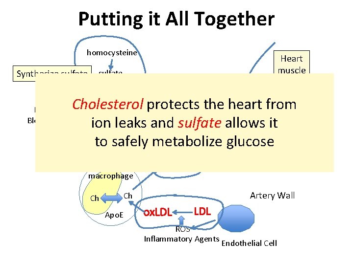 Putting it All Together homocysteine Synthesize sulfate Heart muscle cell sulfate ATP PAPS Red