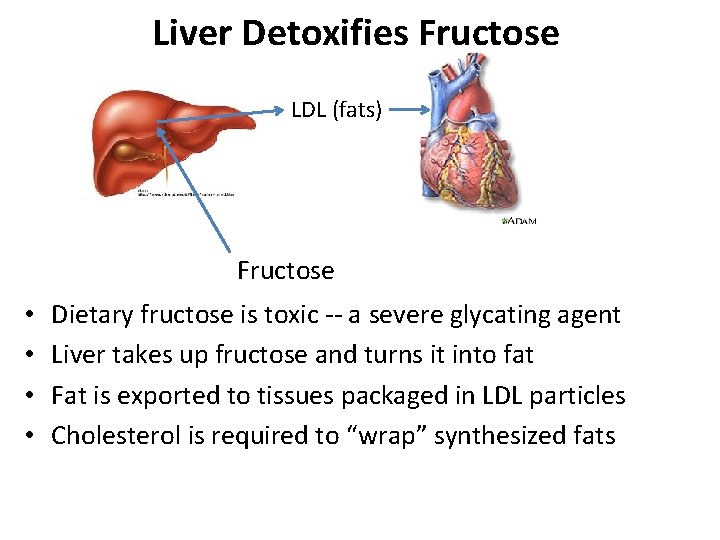 Liver Detoxifies Fructose LDL (fats) Fructose • • Dietary fructose is toxic -- a