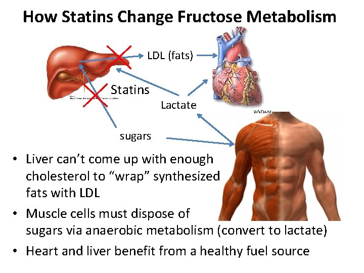 How Statins Change Fructose Metabolism LDL (fats) Statins Lactate sugars • Liver can’t come