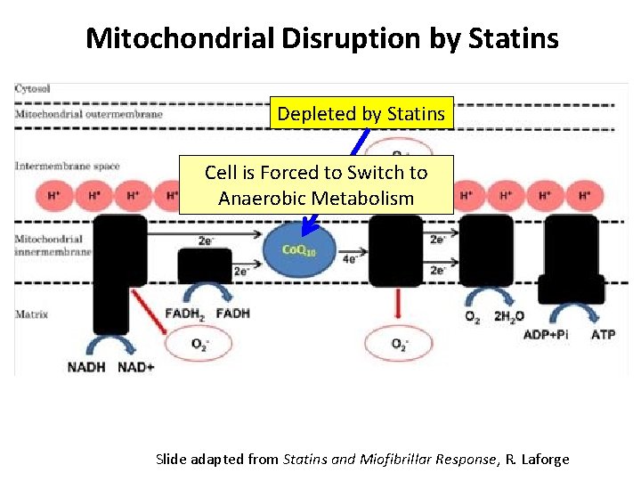 Mitochondrial Disruption by Statins Depleted by Statins Cell is Forced to Switch to Anaerobic