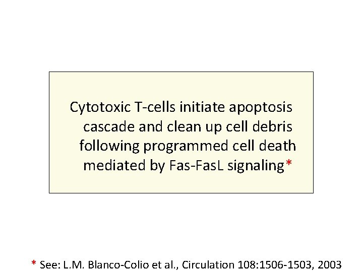 Cytotoxic T-cells initiate apoptosis cascade and clean up cell debris following programmed cell death