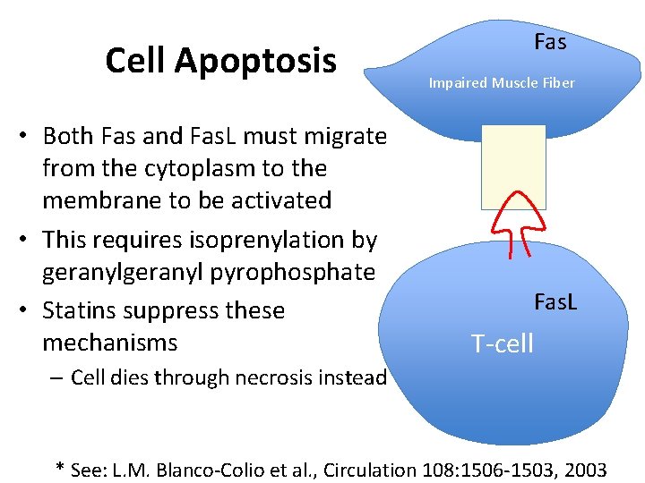 Cell Apoptosis • Both Fas and Fas. L must migrate from the cytoplasm to