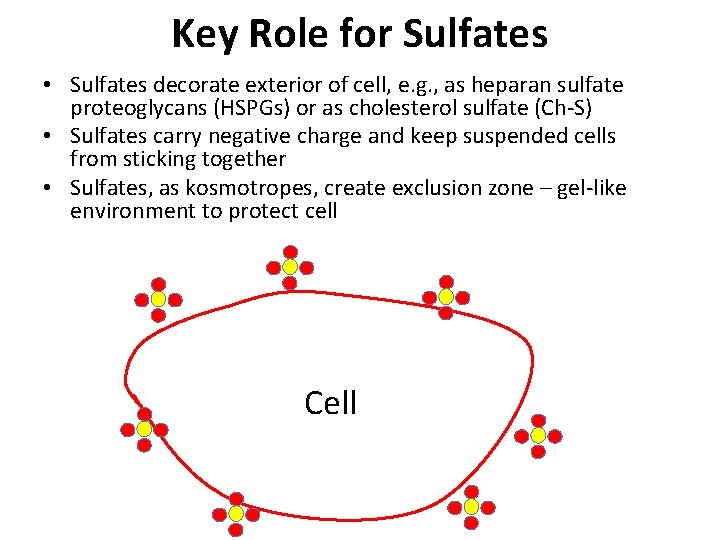 Key Role for Sulfates • Sulfates decorate exterior of cell, e. g. , as