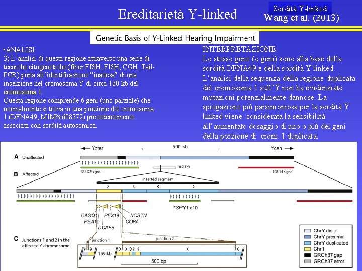 Ereditarietà Y-linked • ANALISI 3) L’analisi di questa regione attraverso una serie di tecniche