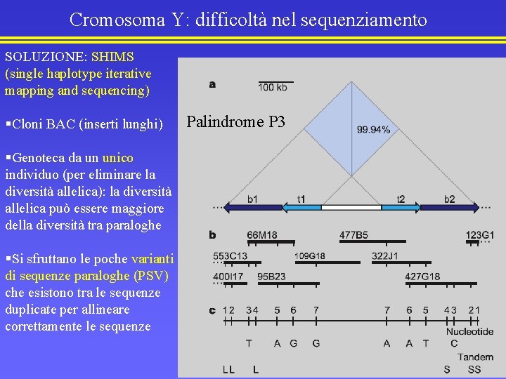 Cromosoma Y: difficoltà nel sequenziamento SOLUZIONE: SHIMS (single haplotype iterative mapping and sequencing) §Cloni