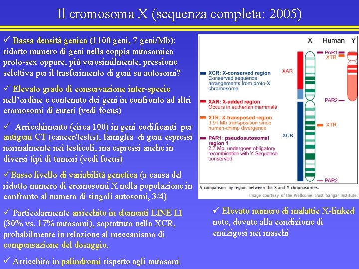 Il cromosoma X (sequenza completa: 2005) ü Bassa densità genica (1100 geni, 7 geni/Mb):