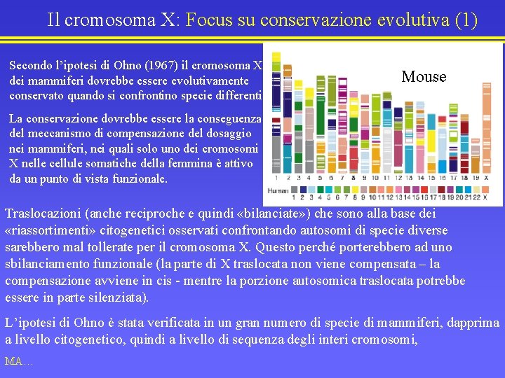 Il cromosoma X: Focus su conservazione evolutiva (1) Secondo l’ipotesi di Ohno (1967) il