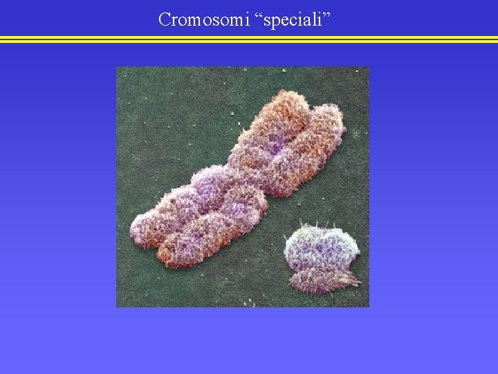 Cromosomi “speciali” 