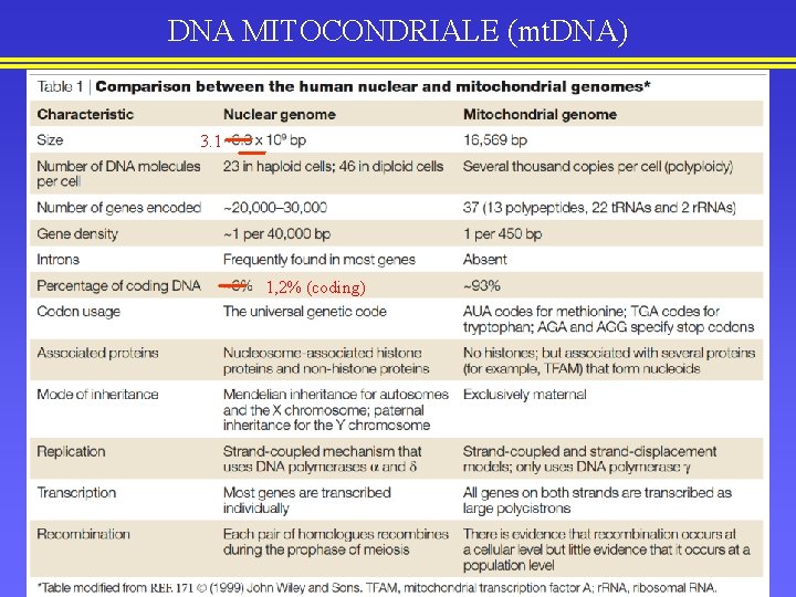 DNA MITOCONDRIALE (mt. DNA) 3. 1 1, 2% (coding) 