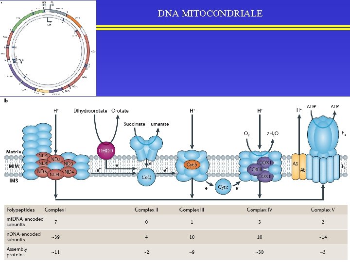 DNA MITOCONDRIALE 