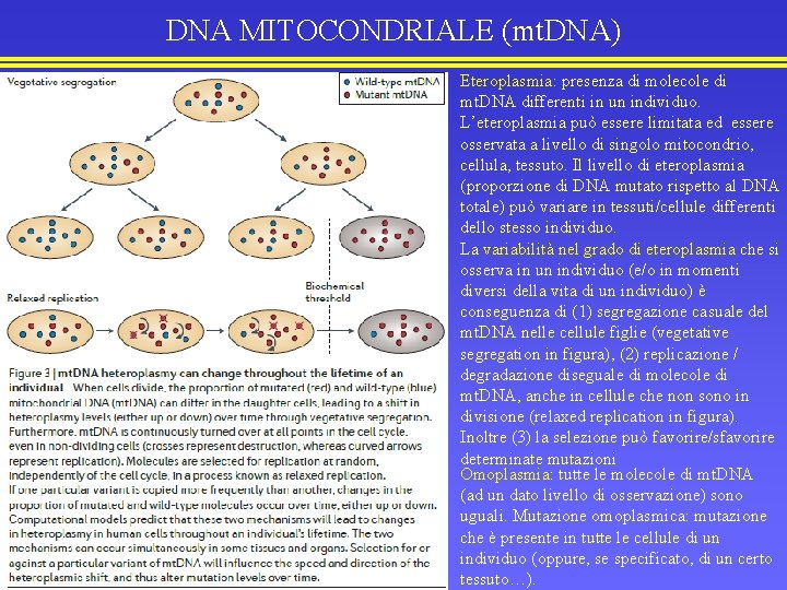 DNA MITOCONDRIALE (mt. DNA) Eteroplasmia: presenza di molecole di mt. DNA differenti in un
