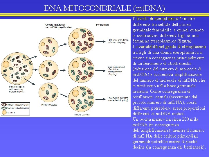 DNA MITOCONDRIALE (mt. DNA) Il livello di eteroplasmia è inoltre differente tra cellule della