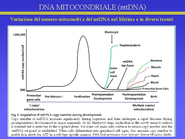 DNA MITOCONDRIALE (mt. DNA) Variazione del numero mitocondri e del mt. DNA nel lifetime