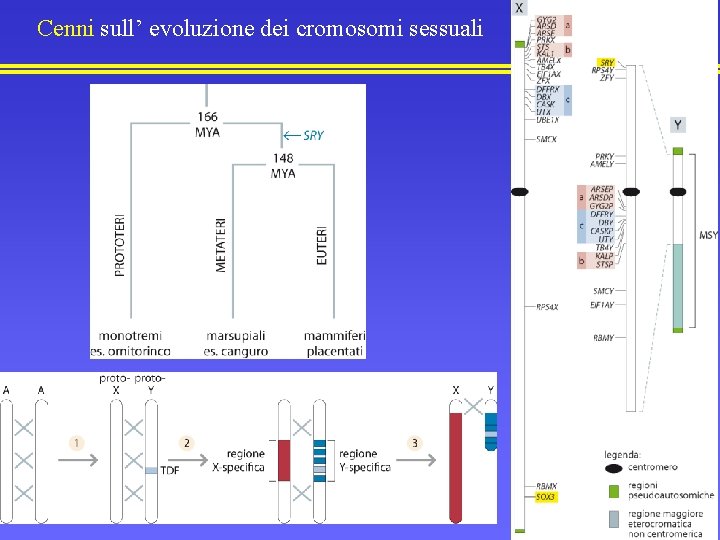 Cenni sull’ evoluzione dei cromosomi sessuali 