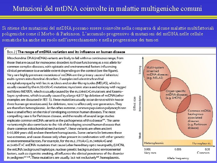 Mutazioni del mt. DNA coinvolte in malattie multigeniche comuni Si ritiene che mutazioni del