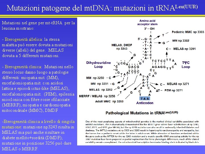 Mutazioni patogene del mt. DNA: mutazioni in t. RNALeu(UUR) Mutazioni nel gene per mt-t.