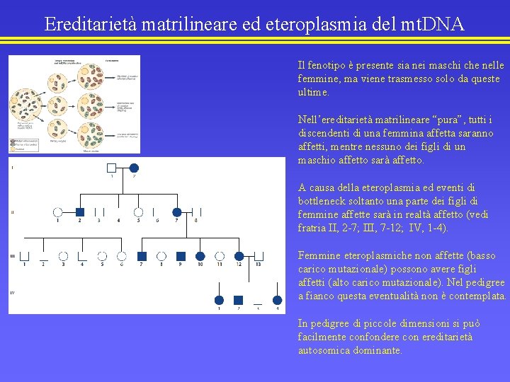 Ereditarietà matrilineare ed eteroplasmia del mt. DNA Il fenotipo è presente sia nei maschi